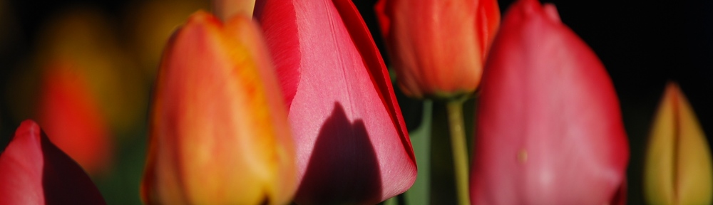 bunte Tulpen vor dunklem Hintergrund